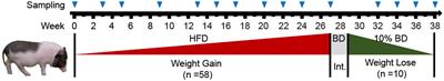 Dynamic changes of fecal microbiota in a weight-change model of Bama minipigs